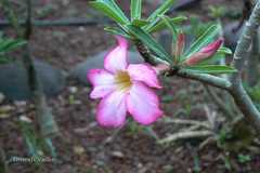 Adenium obesum